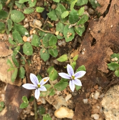 Lobelia pedunculata (Matted Pratia) at Namadgi National Park - 14 Apr 2021 by Tapirlord