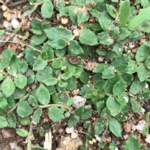 Lobelia pedunculata at Tennent, ACT - 14 Apr 2021