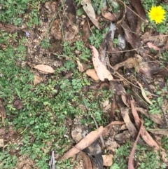 Lobelia pedunculata at Tennent, ACT - 14 Apr 2021