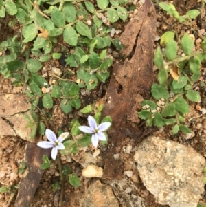 Lobelia pedunculata at Tennent, ACT - 14 Apr 2021