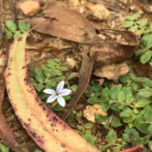 Lobelia pedunculata at Tennent, ACT - 14 Apr 2021