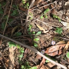 Lagenophora stipitata at Tennent, ACT - 14 Apr 2021 12:17 PM