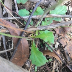 Lagenophora stipitata at Tennent, ACT - 14 Apr 2021 12:17 PM