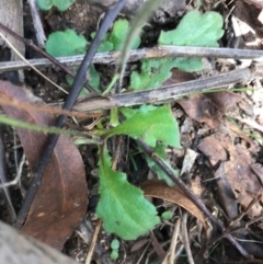 Lagenophora stipitata at Tennent, ACT - 14 Apr 2021 12:17 PM