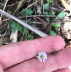 Lagenophora stipitata at Tennent, ACT - 14 Apr 2021 12:17 PM