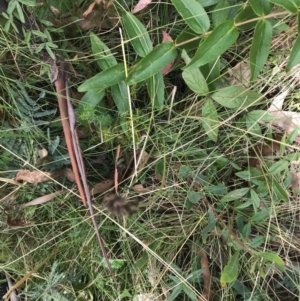 Cullen microcephalum at Cotter River, ACT - 14 Apr 2021 12:42 PM