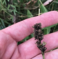 Cullen microcephalum at Cotter River, ACT - 14 Apr 2021 12:42 PM