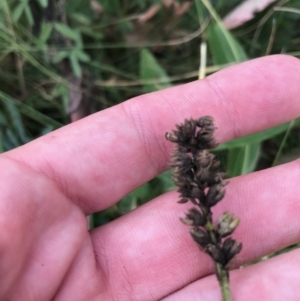 Cullen microcephalum at Cotter River, ACT - 14 Apr 2021 12:42 PM