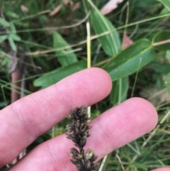 Cullen microcephalum at Cotter River, ACT - 14 Apr 2021 12:42 PM