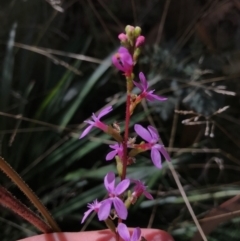 Stylidium armeria subsp. armeria (thrift trigger plant) at Cotter River, ACT - 14 Apr 2021 by Tapirlord