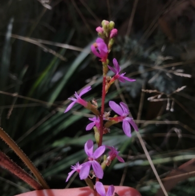 Stylidium armeria subsp. armeria (thrift trigger plant) at Cotter River, ACT - 14 Apr 2021 by Tapirlord