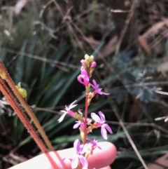 Stylidium armeria subsp. armeria at Cotter River, ACT - 14 Apr 2021