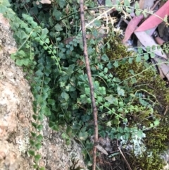 Asplenium flabellifolium (Necklace Fern) at Cotter River, ACT - 14 Apr 2021 by Tapirlord