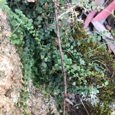 Asplenium flabellifolium (Necklace Fern) at Cotter River, ACT - 14 Apr 2021 by Tapirlord