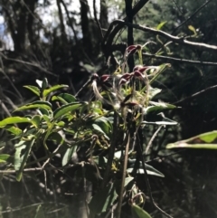 Clematis aristata at Cotter River, ACT - 14 Apr 2021