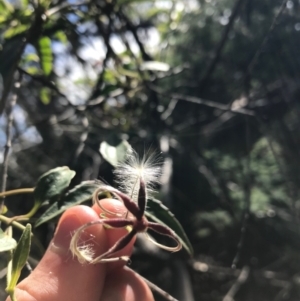 Clematis aristata at Cotter River, ACT - 14 Apr 2021