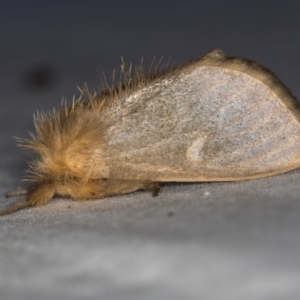 Euproctis edwardsii at Melba, ACT - 5 Apr 2021