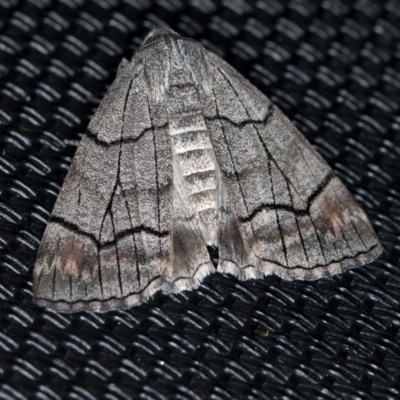 Stibaroma melanotoxa (Grey-caped Line-moth) at Melba, ACT - 6 Apr 2021 by Bron