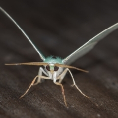 Chlorocoma dichloraria (Guenee's or Double-fringed Emerald) at Melba, ACT - 6 Apr 2021 by Bron