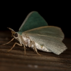 Chlorocoma dichloraria at Melba, ACT - 6 Apr 2021 04:11 PM