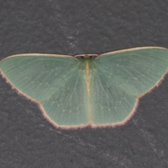 Chlorocoma dichloraria at Melba, ACT - 6 Apr 2021