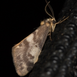 Anestia (genus) at Melba, ACT - 6 Apr 2021 04:01 PM