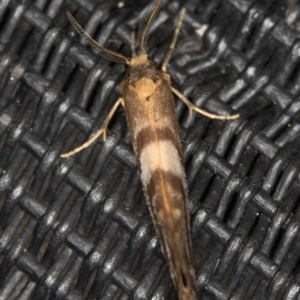 Anestia (genus) at Melba, ACT - 6 Apr 2021