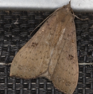 Rhapsa suscitatalis at Melba, ACT - 6 Apr 2021 04:02 PM