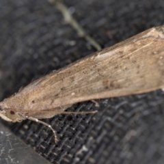 Rhapsa suscitatalis at Melba, ACT - 6 Apr 2021 04:02 PM