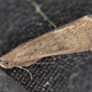 Rhapsa suscitatalis at Melba, ACT - 6 Apr 2021