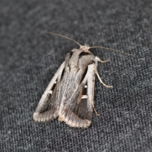 Proteuxoa undescribed species near paragypsa at Melba, ACT - 6 Apr 2021 04:04 PM