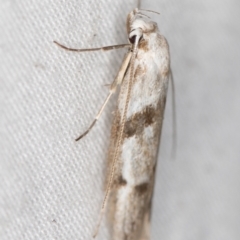 Oecophoridae (family) at Melba, ACT - 6 Apr 2021 04:06 PM