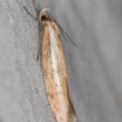 Philobota (genus) at Melba, ACT - 6 Apr 2021