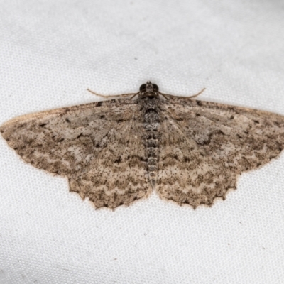 Psilosticha absorpta (Fine-waved Bark Moth) at Melba, ACT - 6 Apr 2021 by Bron
