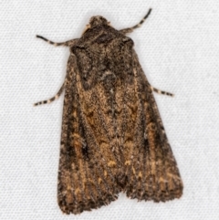 Diarsia intermixta (Chevron Cutworm, Orange Peel Moth.) at Melba, ACT - 6 Apr 2021 by Bron