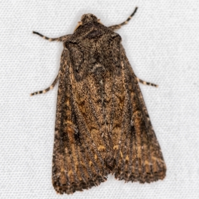 Diarsia intermixta (Chevron Cutworm, Orange Peel Moth.) at Melba, ACT - 6 Apr 2021 by Bron