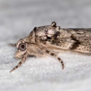 Smyriodes undescribed species nr aplectaria at Melba, ACT - 6 Apr 2021