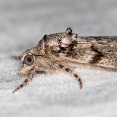 Smyriodes undescribed species nr aplectaria at Melba, ACT - 6 Apr 2021 by Bron