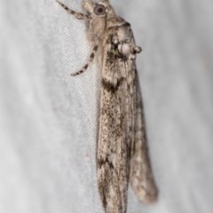 Smyriodes undescribed species nr aplectaria at Melba, ACT - 6 Apr 2021 08:43 PM