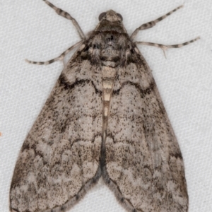 Smyriodes undescribed species nr aplectaria at Melba, ACT - 6 Apr 2021 08:43 PM