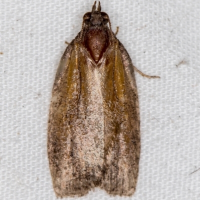 Tortricinae (subfamily) (A tortrix moth) at Melba, ACT - 6 Apr 2021 by Bron