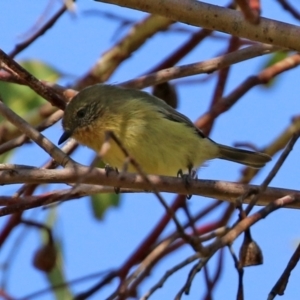 Acanthiza nana at Fyshwick, ACT - 30 Apr 2021