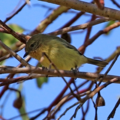 Acanthiza nana (Yellow Thornbill) at Fyshwick, ACT - 30 Apr 2021 by RodDeb