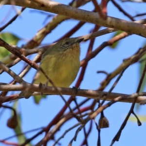 Acanthiza nana at Fyshwick, ACT - 30 Apr 2021