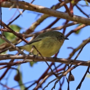 Acanthiza nana at Fyshwick, ACT - 30 Apr 2021