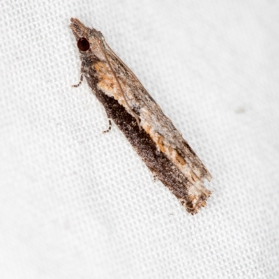 Strepsicrates infensa (an Olethreutine moth) at Melba, ACT - 7 Apr 2021 by Bron