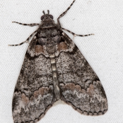 Smyriodes undescribed species nr aplectaria at Melba, ACT - 8 Apr 2021 by Bron