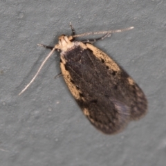 Hoplostega ochroma (a Eulechria Group moth) at Melba, ACT - 8 Apr 2021 by Bron