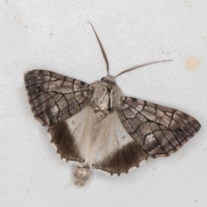 Stibaroma undescribed species at Melba, ACT - 8 Apr 2021