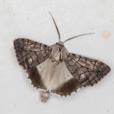 Stibaroma undescribed species (A Line-moth) at Melba, ACT - 8 Apr 2021 by Bron